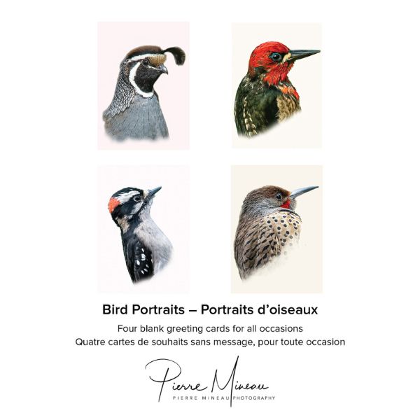 Bird Portraits - 4 card set